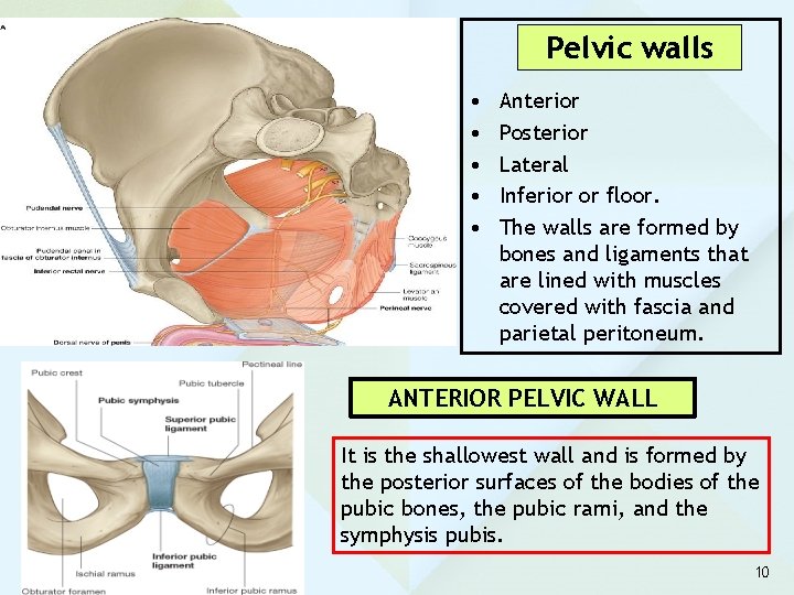 Pelvic walls • • • Anterior Posterior Lateral Inferior or floor. The walls are
