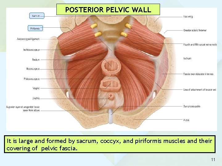 POSTERIOR PELVIC WALL It is large and formed by sacrum, coccyx, and piriformis muscles