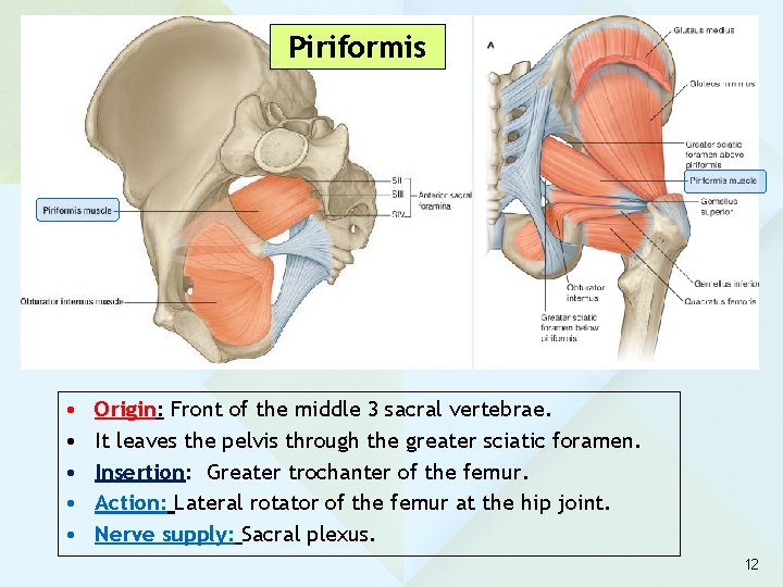 Piriformis • • • Origin: Front of the middle 3 sacral vertebrae. It leaves