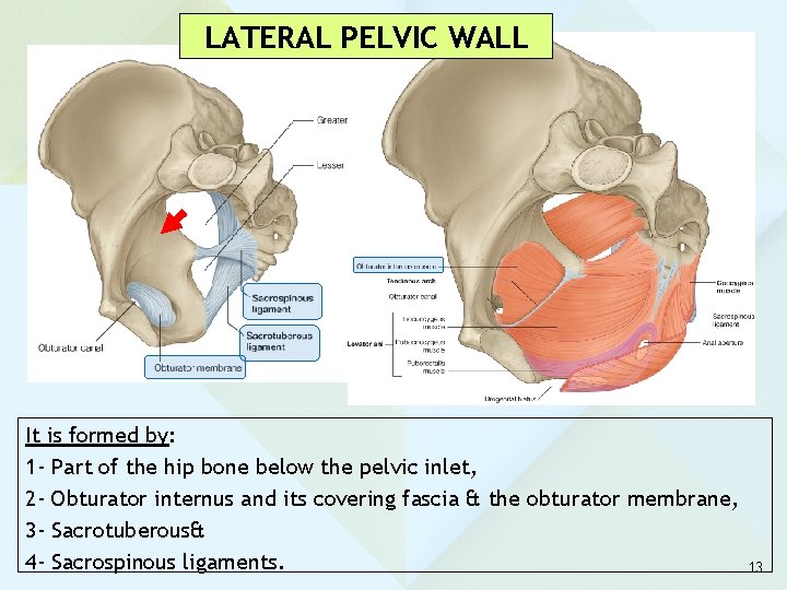 LATERAL PELVIC WALL It is formed by: 1 - Part of the hip bone