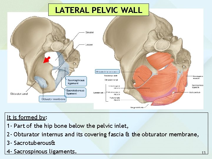 LATERAL PELVIC WALL It is formed by: 1 - Part of the hip bone LATERAL PELVIC WALL It is formed by: 1 - Part of the hip bone