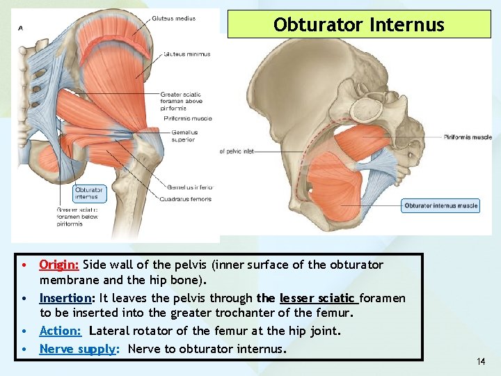 Obturator Internus • Origin: Side wall of the pelvis (inner surface of the obturator Obturator Internus • Origin: Side wall of the pelvis (inner surface of the obturator