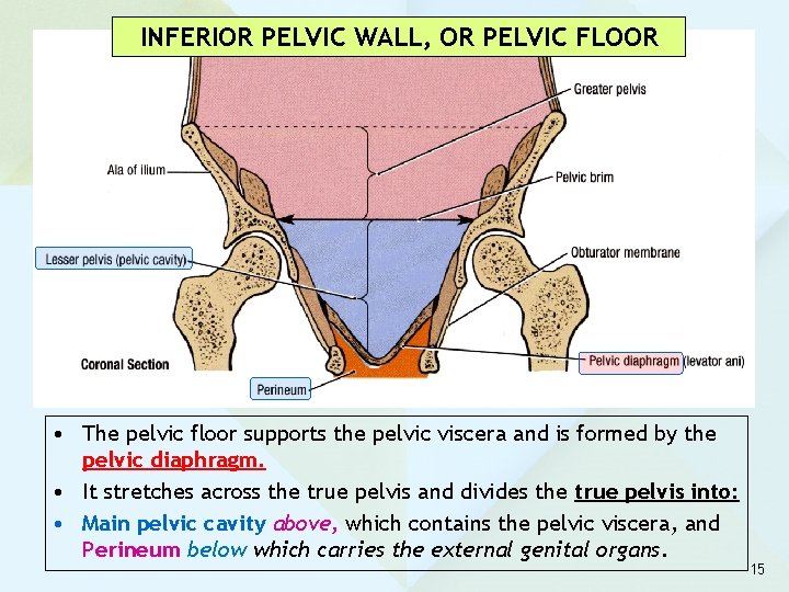 INFERIOR PELVIC WALL, OR PELVIC FLOOR • The pelvic floor supports the pelvic viscera