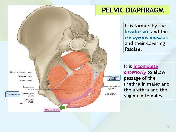PELVIC DIAPHRAGM It is formed by the levator ani and the coccygeus muscles and PELVIC DIAPHRAGM It is formed by the levator ani and the coccygeus muscles and