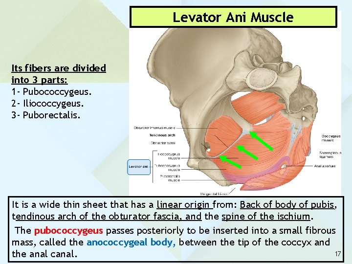Levator Ani Muscle Its fibers are divided into 3 parts: 1 - Pubococcygeus. 2