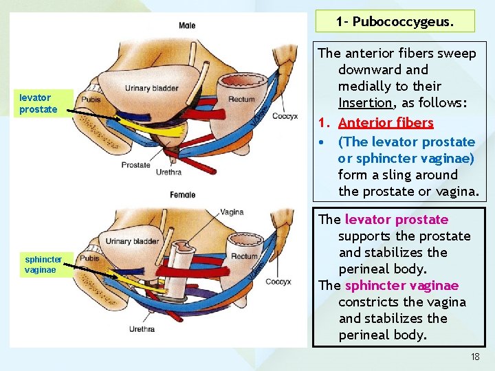 1 - Pubococcygeus. levator prostate sphincter vaginae The anterior fibers sweep downward and medially 1 - Pubococcygeus. levator prostate sphincter vaginae The anterior fibers sweep downward and medially
