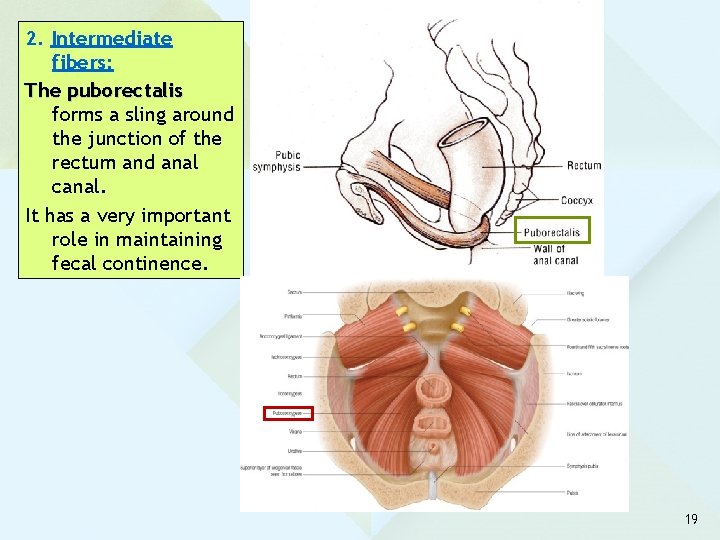 2. Intermediate fibers: The puborectalis forms a sling around the junction of the rectum
