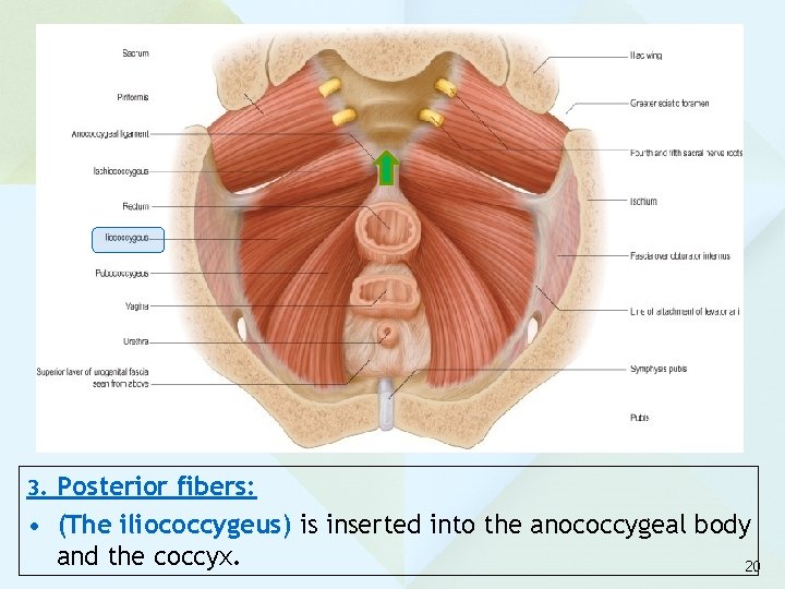 3. Posterior fibers: • (The iliococcygeus) is inserted into the anococcygeal body and the