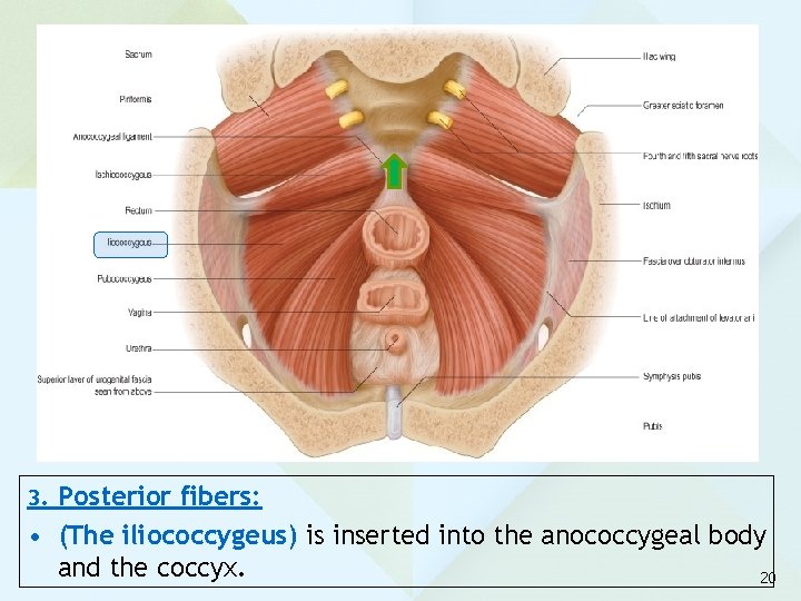 3. Posterior fibers: • (The iliococcygeus) is inserted into the anococcygeal body and the 3. Posterior fibers: • (The iliococcygeus) is inserted into the anococcygeal body and the