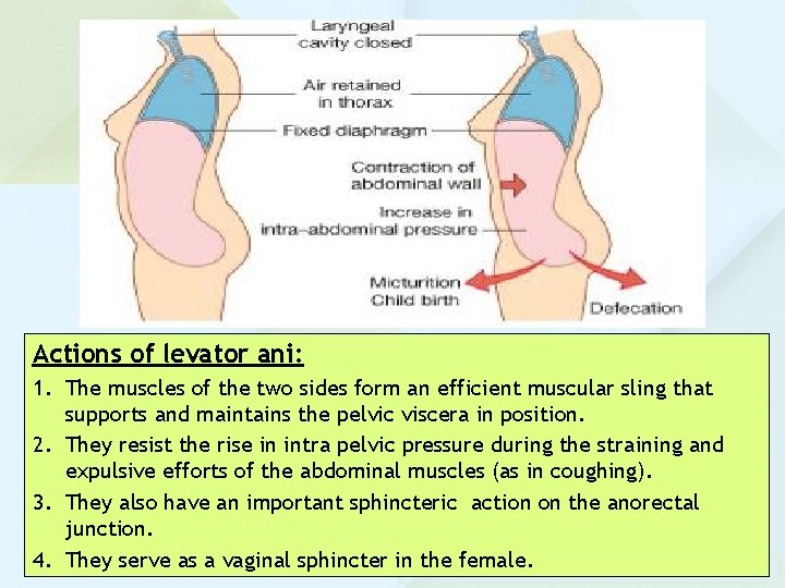 Actions of levator ani: 1. The muscles of the two sides form an efficient