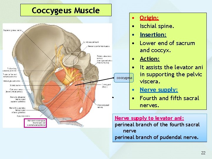 Coccygeus Muscle • • • coccygeus • • Origin: Ischial spine. Insertion: Lower end Coccygeus Muscle • • • coccygeus • • Origin: Ischial spine. Insertion: Lower end