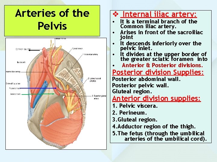 Arteries of the Pelvis v Internal iliac artery: • It is a terminal branch