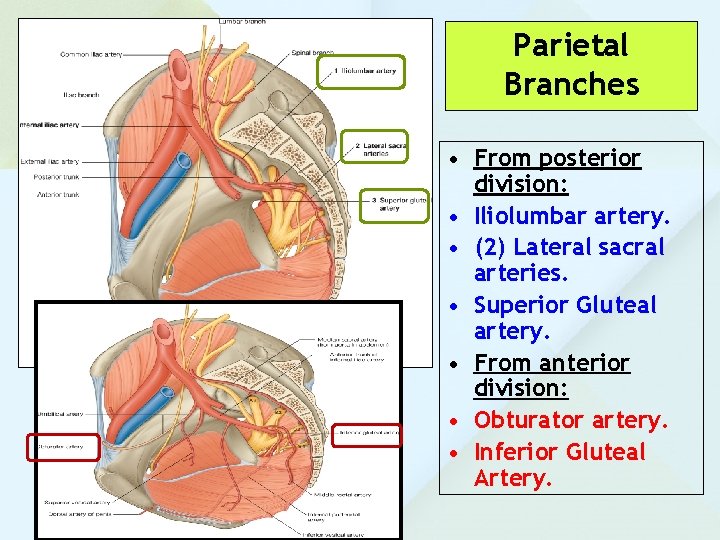 Parietal Branches • From posterior division: • Iliolumbar artery. • (2) Lateral sacral arteries.
