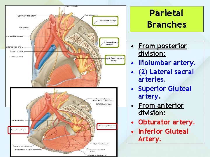 Parietal Branches • From posterior division: • Iliolumbar artery. • (2) Lateral sacral arteries. Parietal Branches • From posterior division: • Iliolumbar artery. • (2) Lateral sacral arteries.