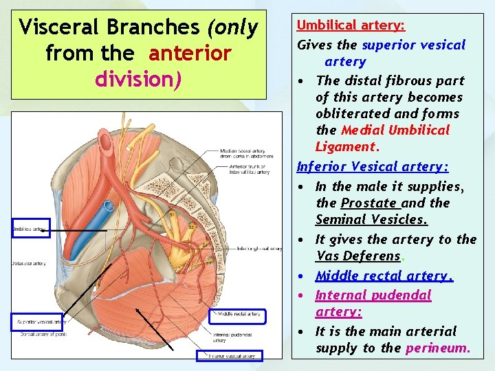 Visceral Branches (only from the anterior division) Umbilical artery: Gives the superior vesical artery