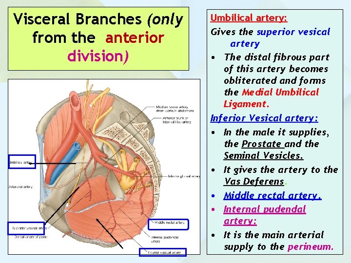Visceral Branches (only from the anterior division) Umbilical artery: Gives the superior vesical artery Visceral Branches (only from the anterior division) Umbilical artery: Gives the superior vesical artery