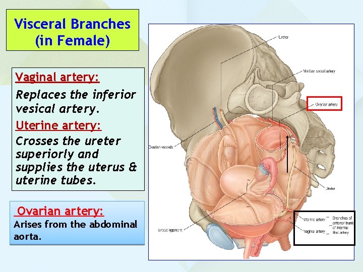 Visceral Branches (in Female) Vaginal artery: Replaces the inferior vesical artery. Uterine artery: Crosses