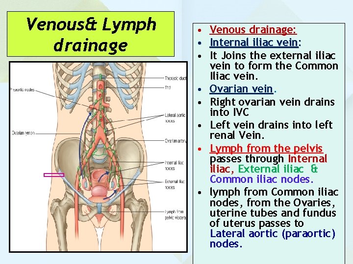 Venous& Lymph drainage • Venous drainage: • Internal iliac vein: • It Joins the
