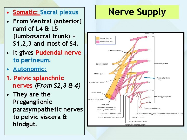  • Somatic: Sacral plexus • From Ventral (anterior) rami of L 4 &