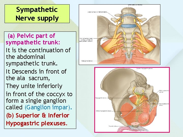 Sympathetic Nerve supply (a) Pelvic part of sympathetic trunk: It is the continuation of Sympathetic Nerve supply (a) Pelvic part of sympathetic trunk: It is the continuation of