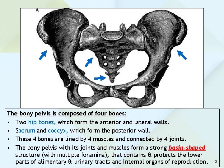 The bony pelvis is composed of four bones: • Two hip bones, which form