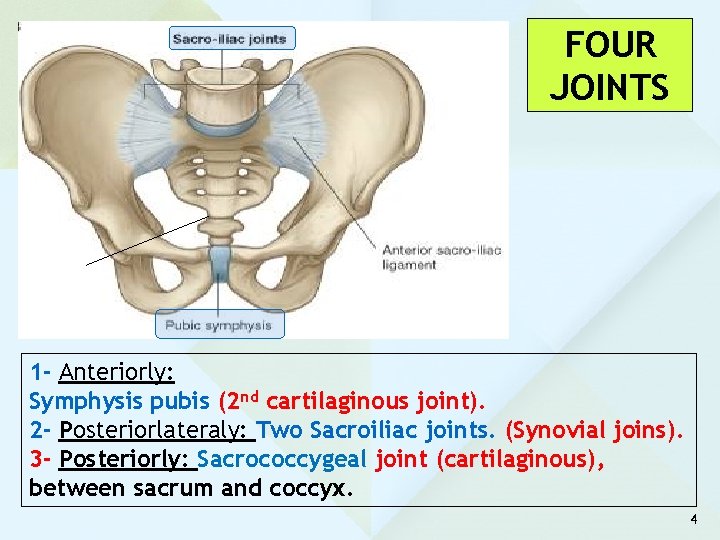 FOUR JOINTS 1 - Anteriorly: Symphysis pubis (2 nd cartilaginous joint). 2 - Posteriorlateraly: FOUR JOINTS 1 - Anteriorly: Symphysis pubis (2 nd cartilaginous joint). 2 - Posteriorlateraly: