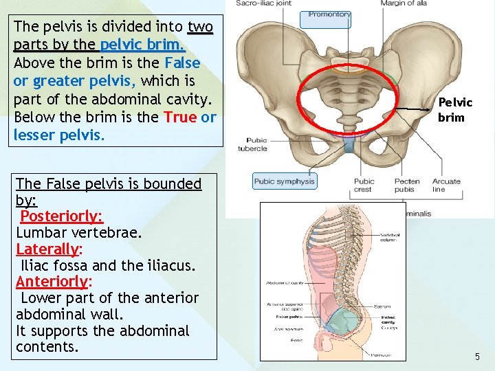 The pelvis is divided into two parts by the pelvic brim. Above the brim