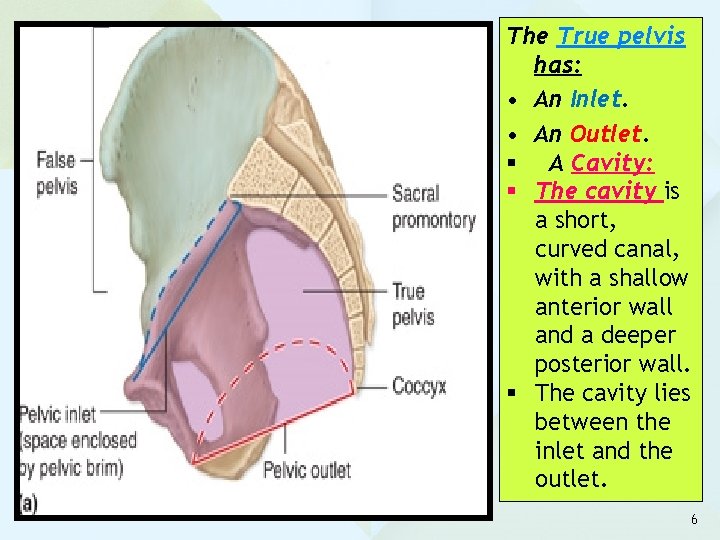The True pelvis has: • An Inlet. • An Outlet. § A Cavity: § The True pelvis has: • An Inlet. • An Outlet. § A Cavity: §
