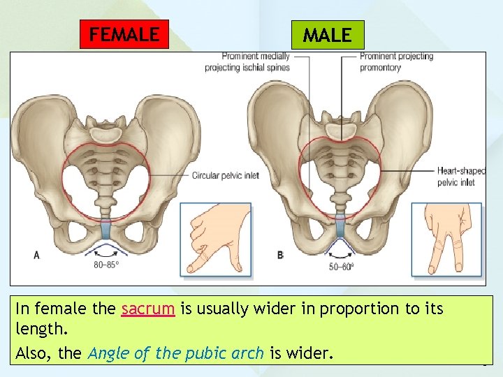 FEMALE In female the sacrum is usually wider in proportion to its length. Also,