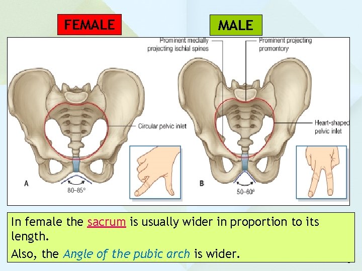 FEMALE In female the sacrum is usually wider in proportion to its length. Also, FEMALE In female the sacrum is usually wider in proportion to its length. Also,