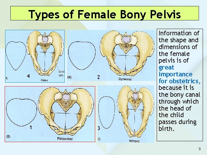 Types of Female Bony Pelvis 4 2 1 3 Information of the shape and