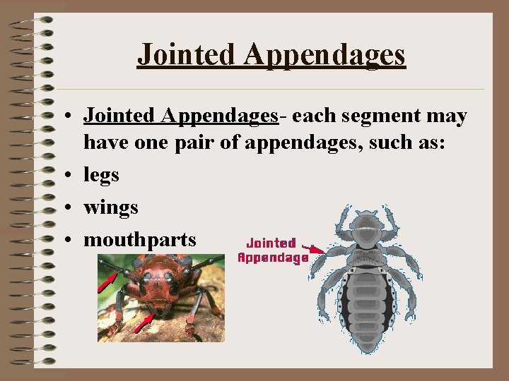 Jointed Appendages • Jointed Appendages- each segment may have one pair of appendages, such