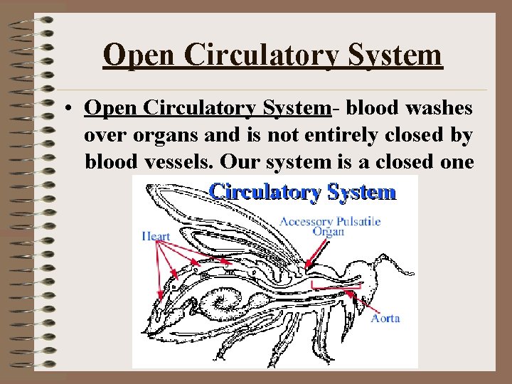 Open Circulatory System • Open Circulatory System- blood washes over organs and is not