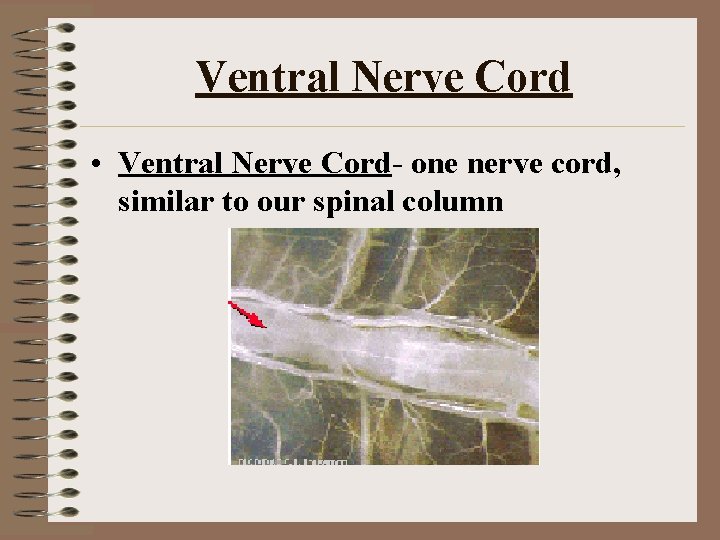 Ventral Nerve Cord • Ventral Nerve Cord- one nerve cord, similar to our spinal
