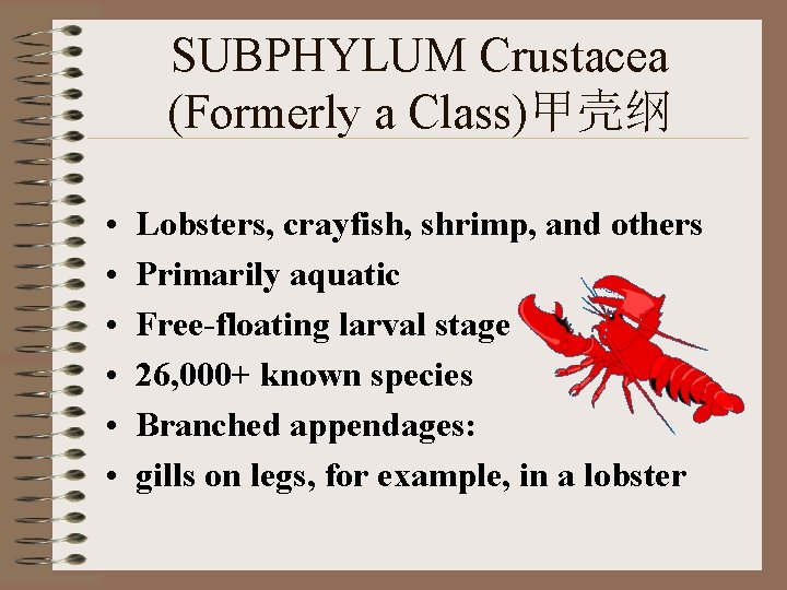 SUBPHYLUM Crustacea (Formerly a Class)甲壳纲 • Lobsters, crayfish, shrimp, and others • Primarily aquatic