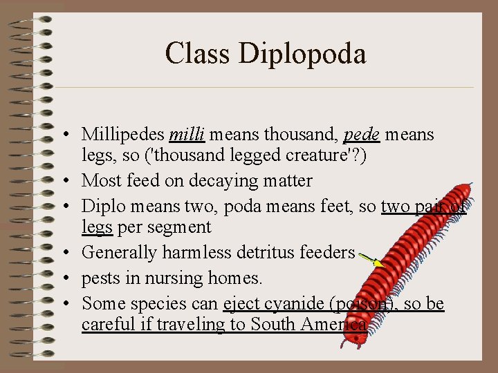 Class Diplopoda • Millipedes milli means thousand, pede means legs, so ('thousand legged creature'?