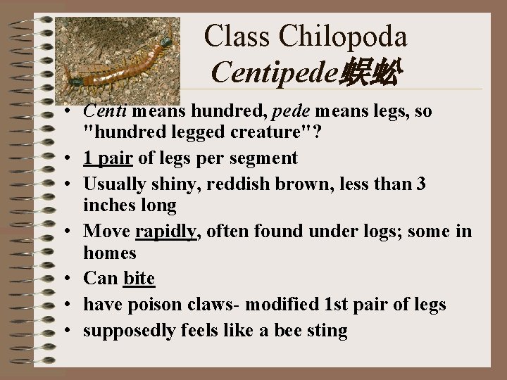  Class Chilopoda Centipede蜈蚣 • Centi means hundred, pede means legs, so "hundred legged
