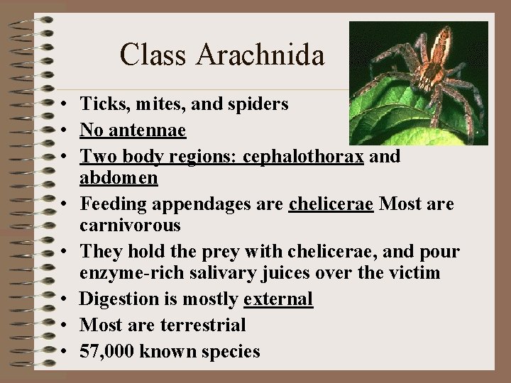  Class Arachnida • Ticks, mites, and spiders • No antennae • Two body