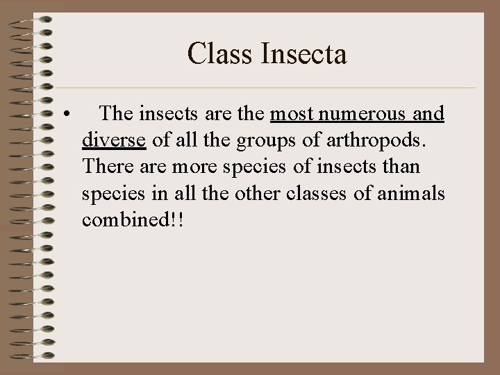 Class Insecta • The insects are the most numerous and diverse of all the