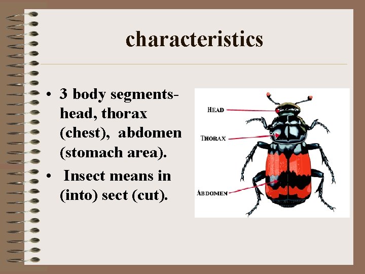 characteristics • 3 body segments- head, thorax (chest), abdomen (stomach area). • Insect means