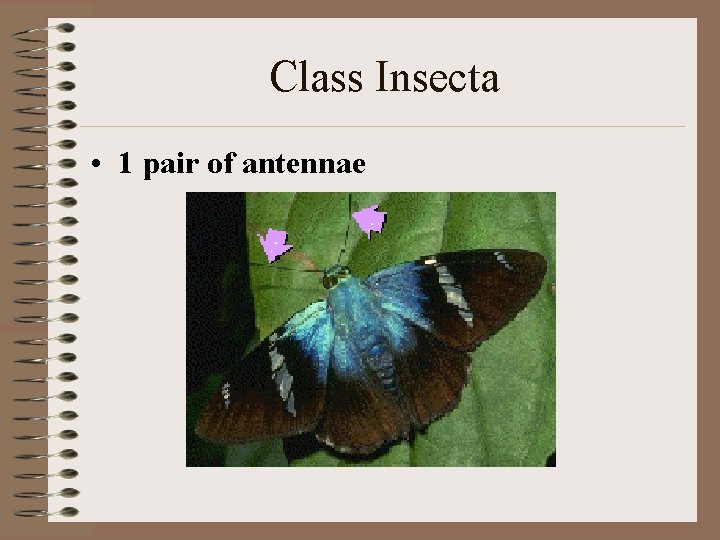 Class Insecta • 1 pair of antennae 
