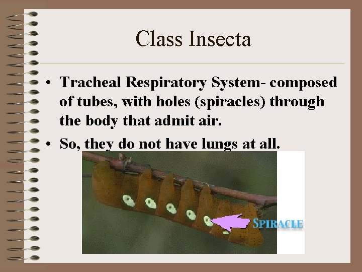 Class Insecta • Tracheal Respiratory System- composed of tubes, with holes (spiracles) through the