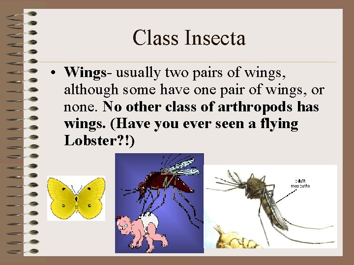 Class Insecta • Wings- usually two pairs of wings, although some have one pair