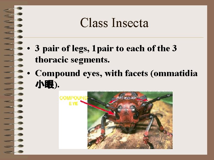 Class Insecta • 3 pair of legs, 1 pair to each of the 3