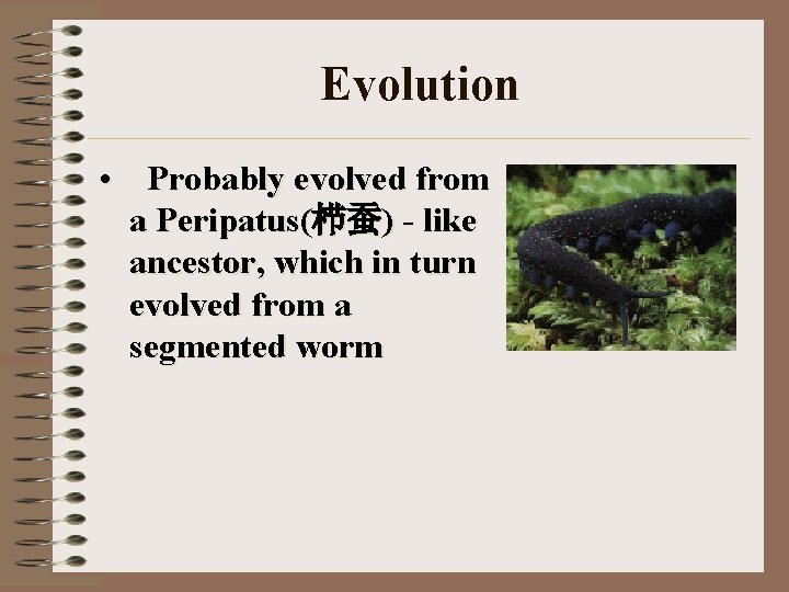 Evolution • Probably evolved from a Peripatus(栉蚕) - like ancestor, which in turn evolved