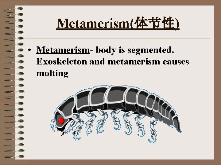 Metamerism(体节性) • Metamerism- body is segmented. Exoskeleton and metamerism causes molting 