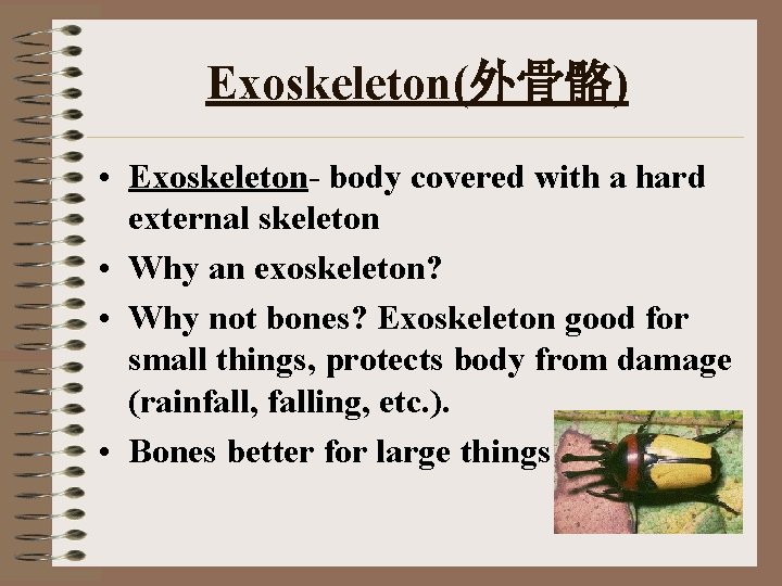 Exoskeleton(外骨骼) • Exoskeleton- body covered with a hard external skeleton • Why an exoskeleton?