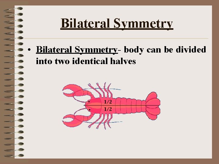 Bilateral Symmetry • Bilateral Symmetry- body can be divided into two identical halves 