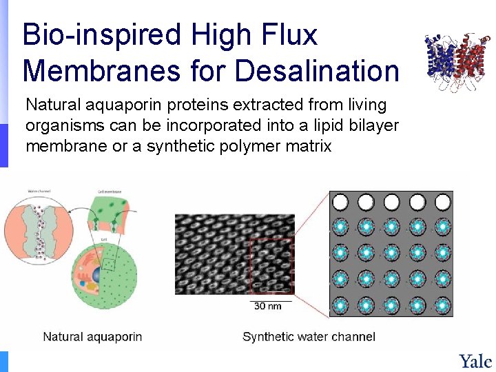 Bio-inspired High Flux Membranes for Desalination Natural aquaporin proteins extracted from living organisms can