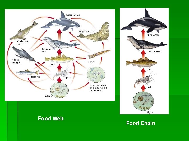Food Web Food Chain 